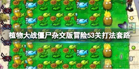 植物大战僵尸杂交版冒险模式53关打法 pvz杂交版53关怎么过